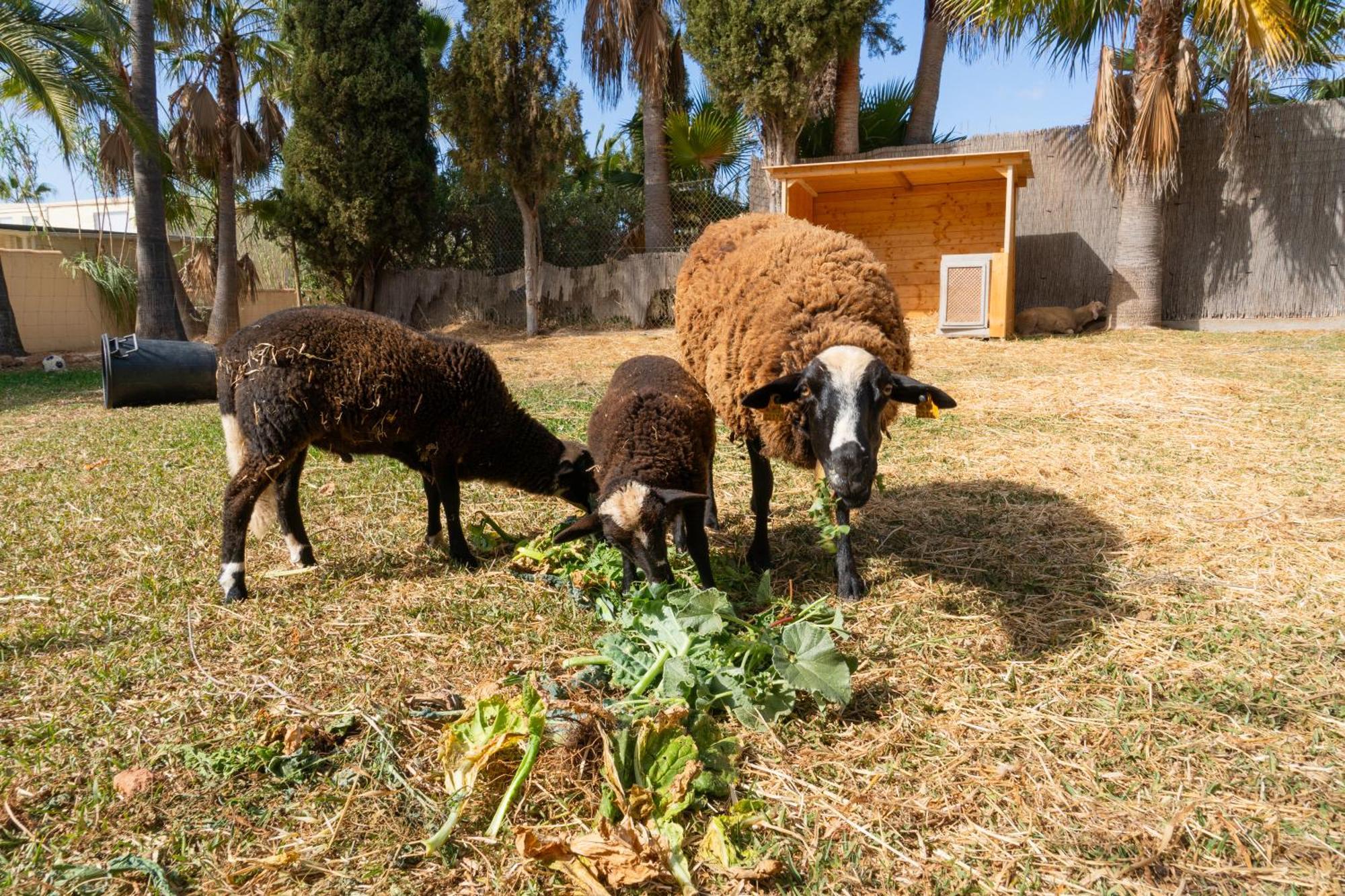 Finca Amapola - Agrotourismus Campos  Eksteriør bilde